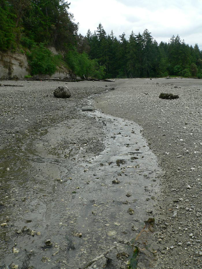Stream diverted by Taylor Shellfish using heavy equipment in previous years.