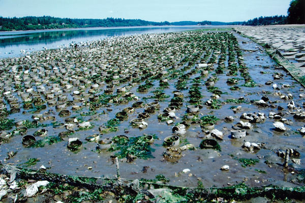 Geoduck tubes and oyster bags in Totten Inlet, 2006.