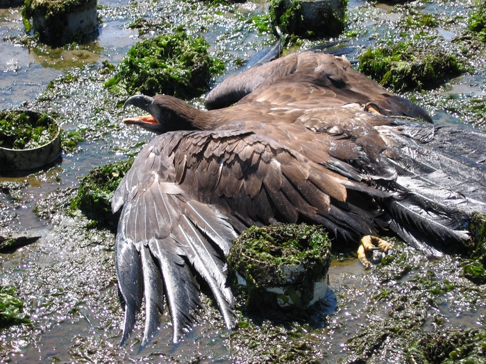 Juvenile bald eagle exhausted after rescue