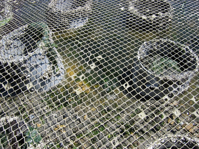 Geoduck net on the Harstene Island tideland