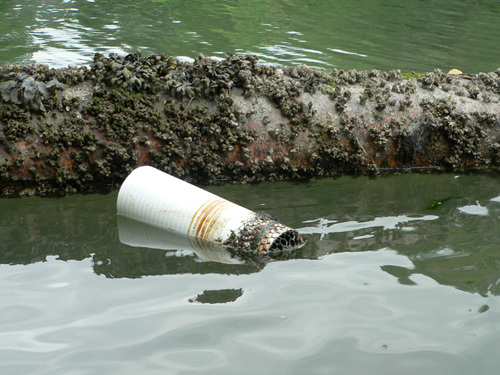 PVC pipe with netting from geoduck farm in Zangle Cove 2006