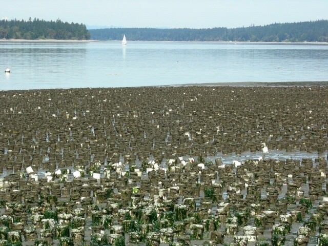 PVC pipe with netting from geoduck farm in Zangle Cove 2006