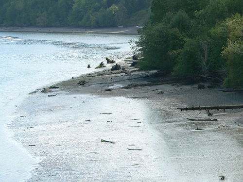 Zangle Cove, June 2006